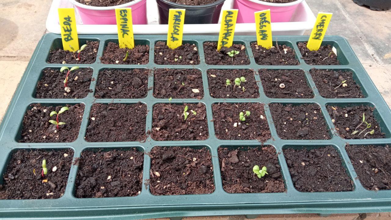 semillero.jpg semillero.jpg